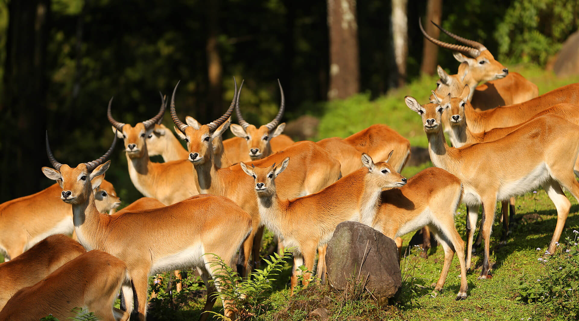 Harmonizing Humans and Ecosystems