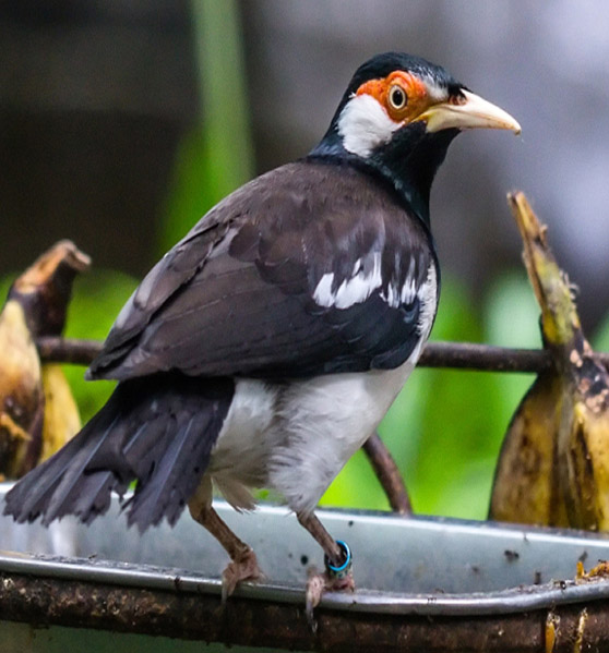 Javan Pied Myna Reintroduction