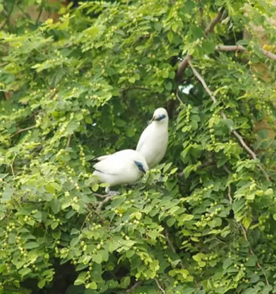 Bali Mynah Release