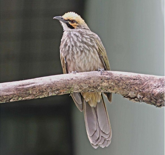 TSI Prigen Conservation Breeding Ark: Summer Update 2026